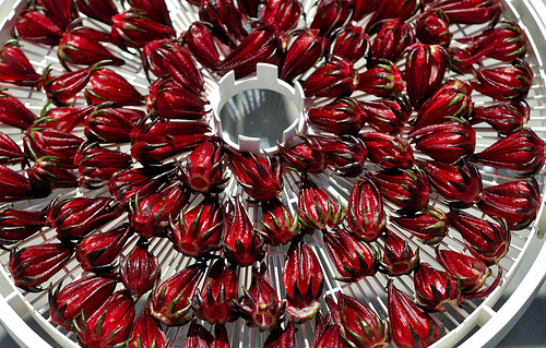 pitted saril by Mr. P. de Panama