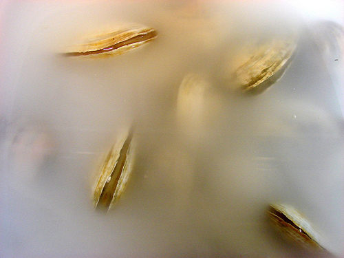 preparing the shellfish